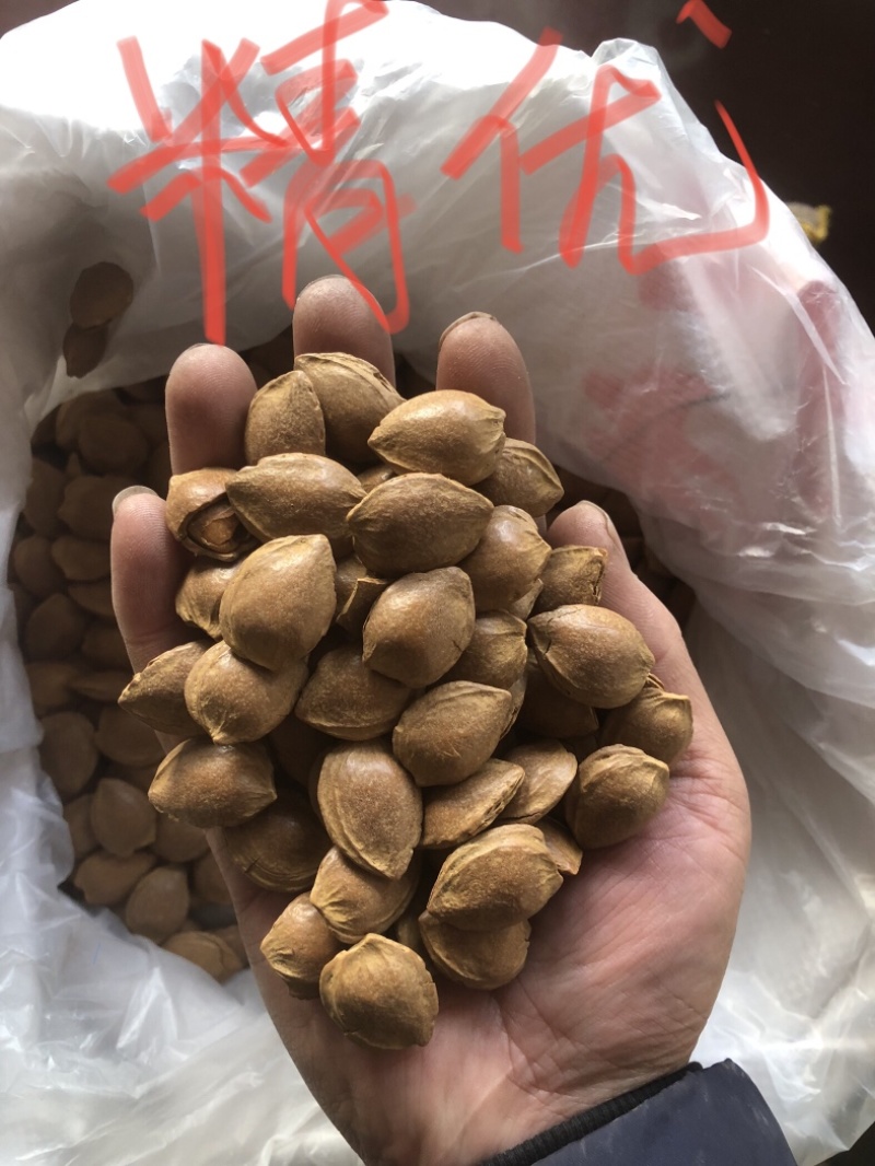 小龙中龙优一小金豆精优熟杏仁各类样品新疆西藏不包邮