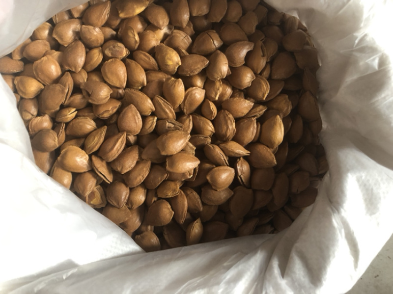 小龙中龙优一小金豆精优熟杏仁各类样品新疆西藏不包邮