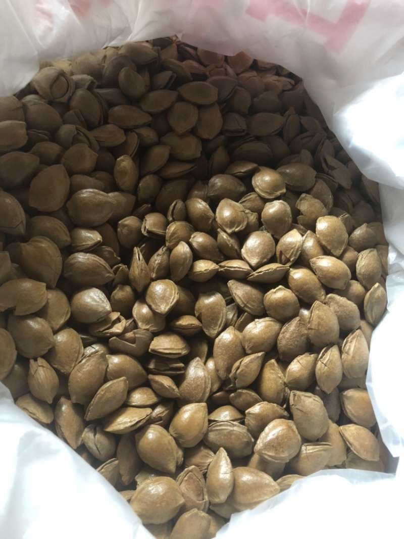 小龙中龙优一小金豆精优熟杏仁各类样品新疆西藏不包邮