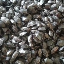 臭屁虫云南产地直供，，货量充足，全国无死角代收代卖，