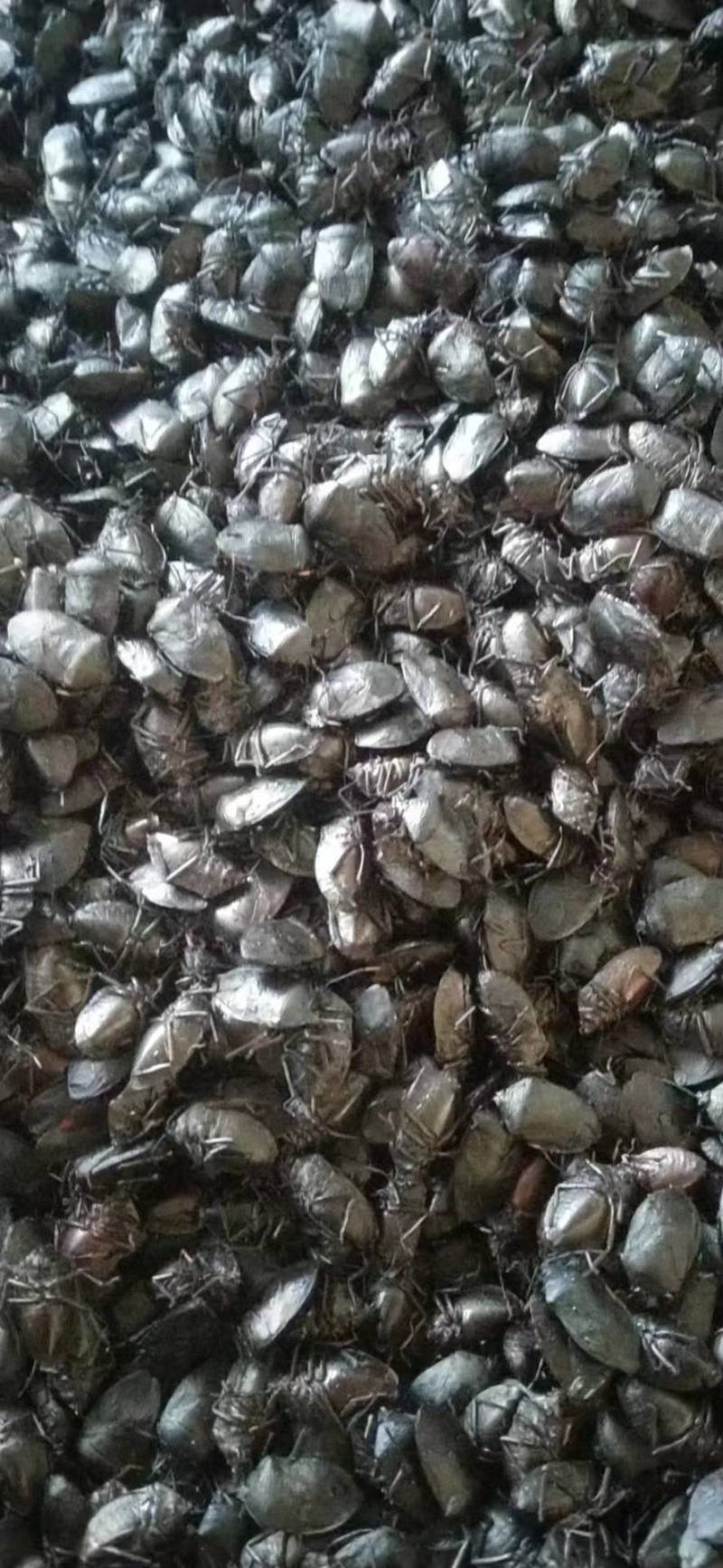 臭屁虫云南产地直供，，货量充足，全国无死角代收代卖，