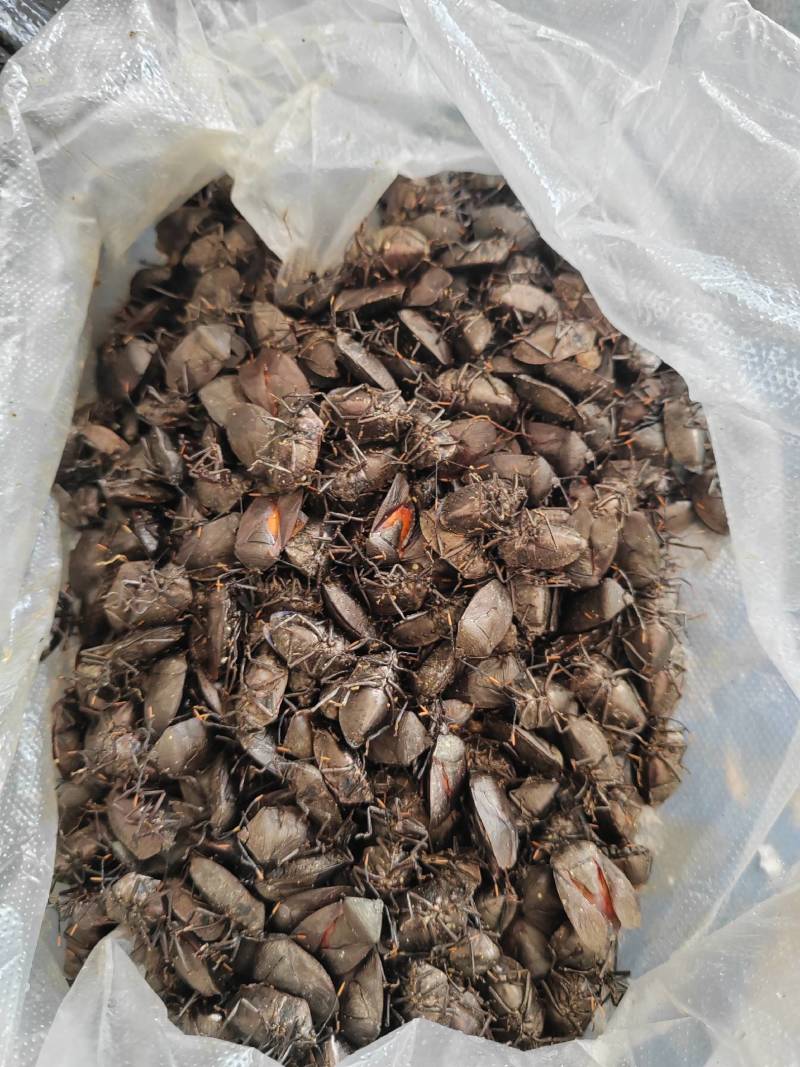 臭屁虫云南产地直供，，货量充足，全国无死角代收代卖，
