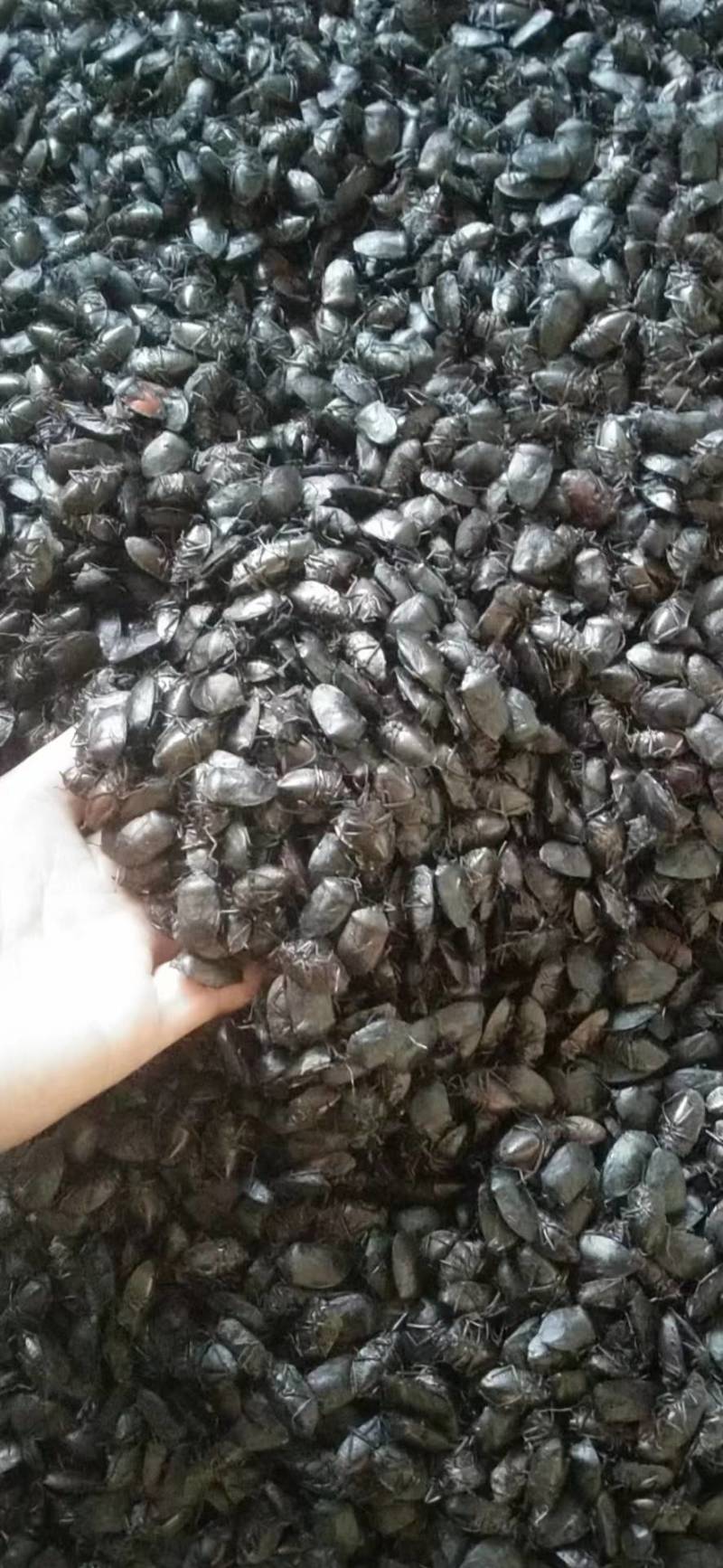 臭屁虫云南产地直供，，货量充足，全国无死角代收代卖，