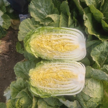 大白菜