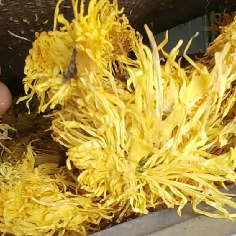 金丝黄菊罐装花