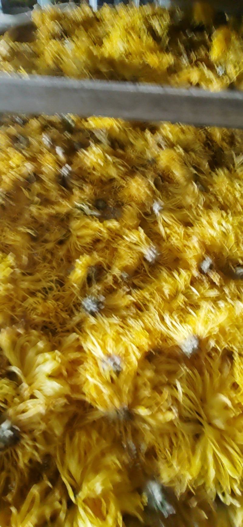 金丝黄菊罐装花