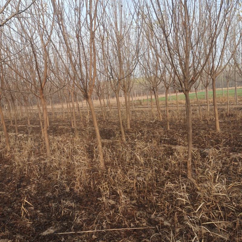 绿化桑树，2…50公分，高干，矮干什么规格型号都有，