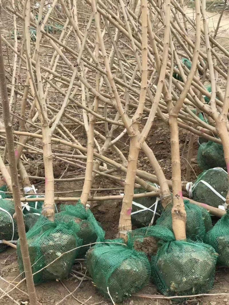 绿化桑树，2…50公分，高干，矮干什么规格型号都有，