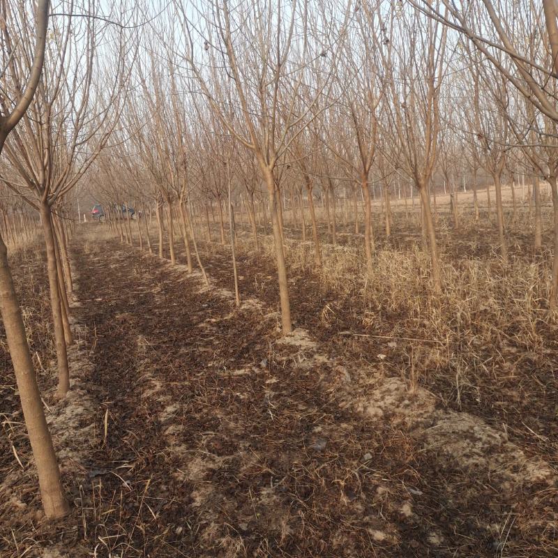 绿化桑树，2…50公分，高干，矮干什么规格型号都有，
