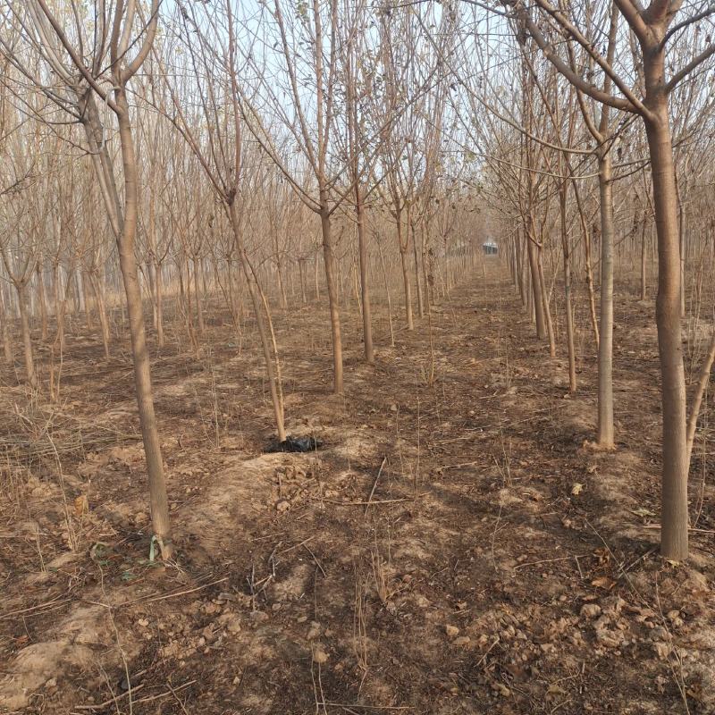 绿化桑树，2…50公分，高干，矮干什么规格型号都有，