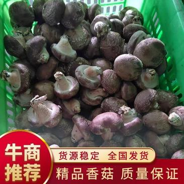 河北邢台加工厂开伞菜菇赶集鲜香菇基地直发量大从优