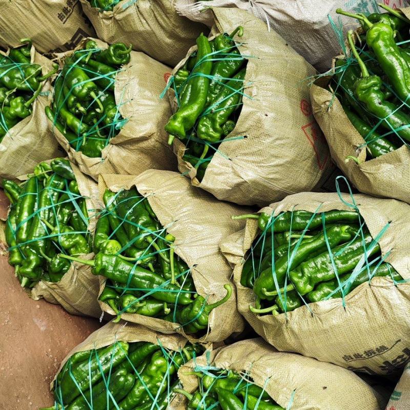 夏邑县犬棚301鲜辣椒薄皮，代收代发各种蔬菜，大量有货