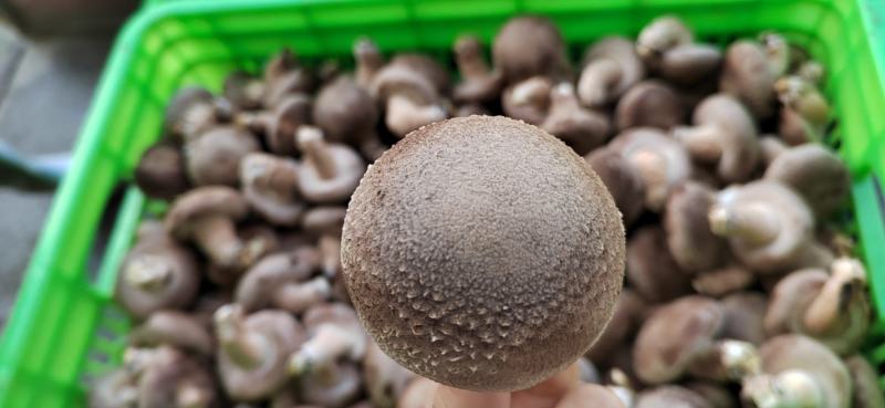 河北邢台加工厂开伞菜菇赶集鲜香菇基地直发量大从优