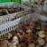 河北邢台加工厂开伞菜菇赶集鲜香菇基地直发量大从优