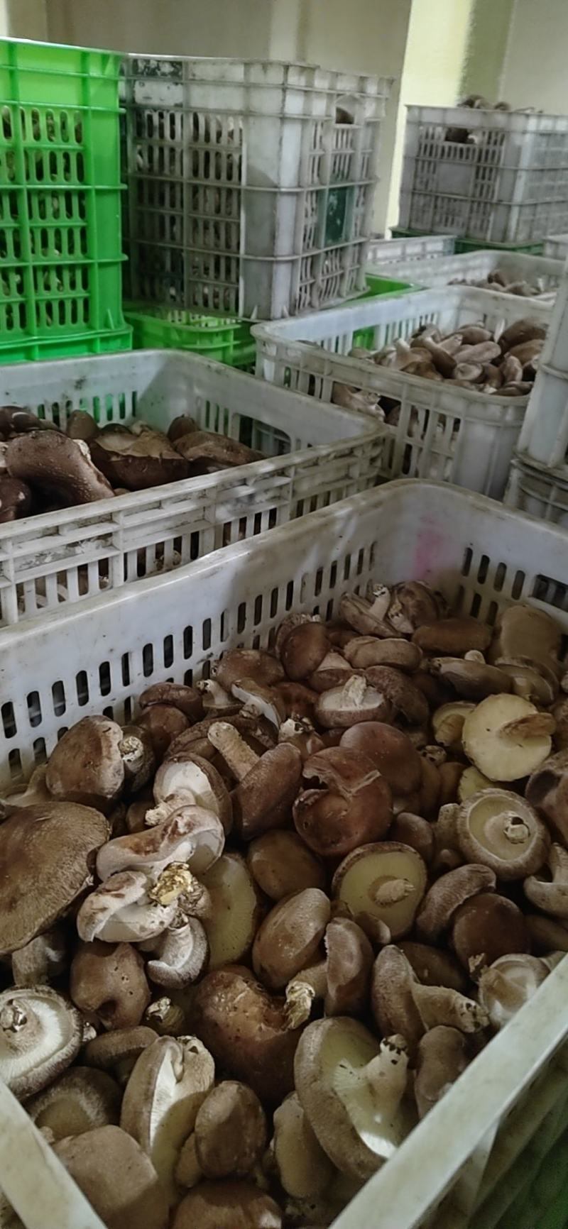 河北邢台加工厂开伞菜菇赶集鲜香菇基地直发量大从优