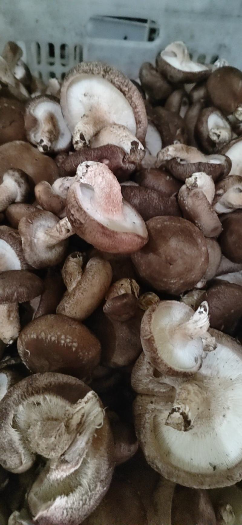 河北邢台加工厂开伞菜菇赶集鲜香菇基地直发量大从优