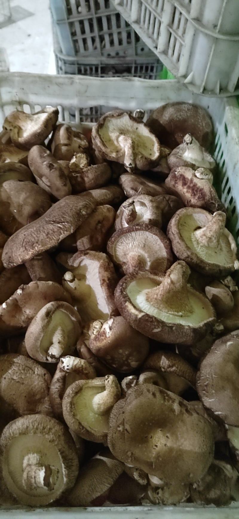 河北邢台加工厂开伞菜菇赶集鲜香菇基地直发量大从优
