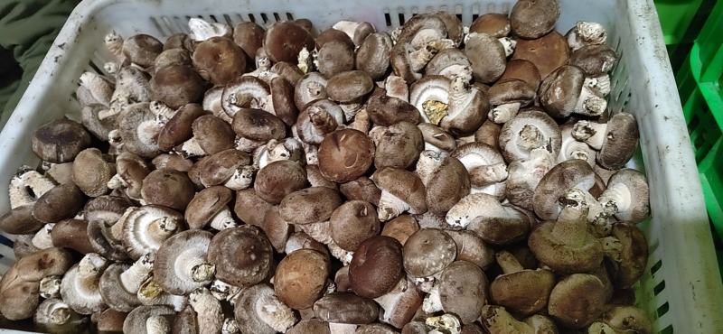 河北邢台加工厂开伞菜菇赶集鲜香菇基地直发量大从优