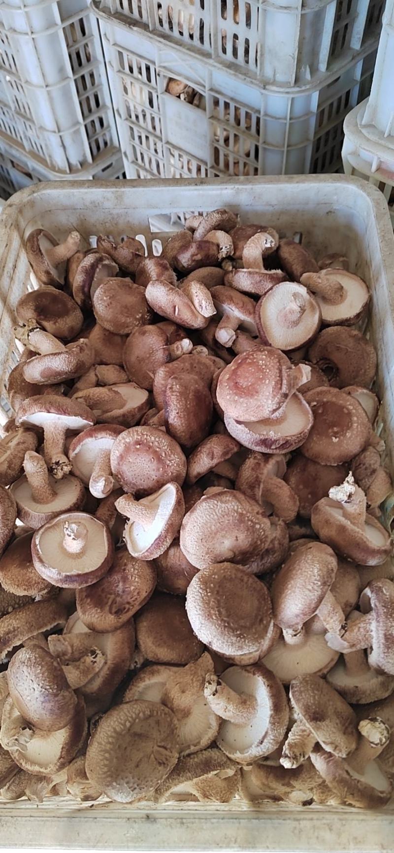 河北邢台加工厂开伞菜菇赶集鲜香菇基地直发量大从优