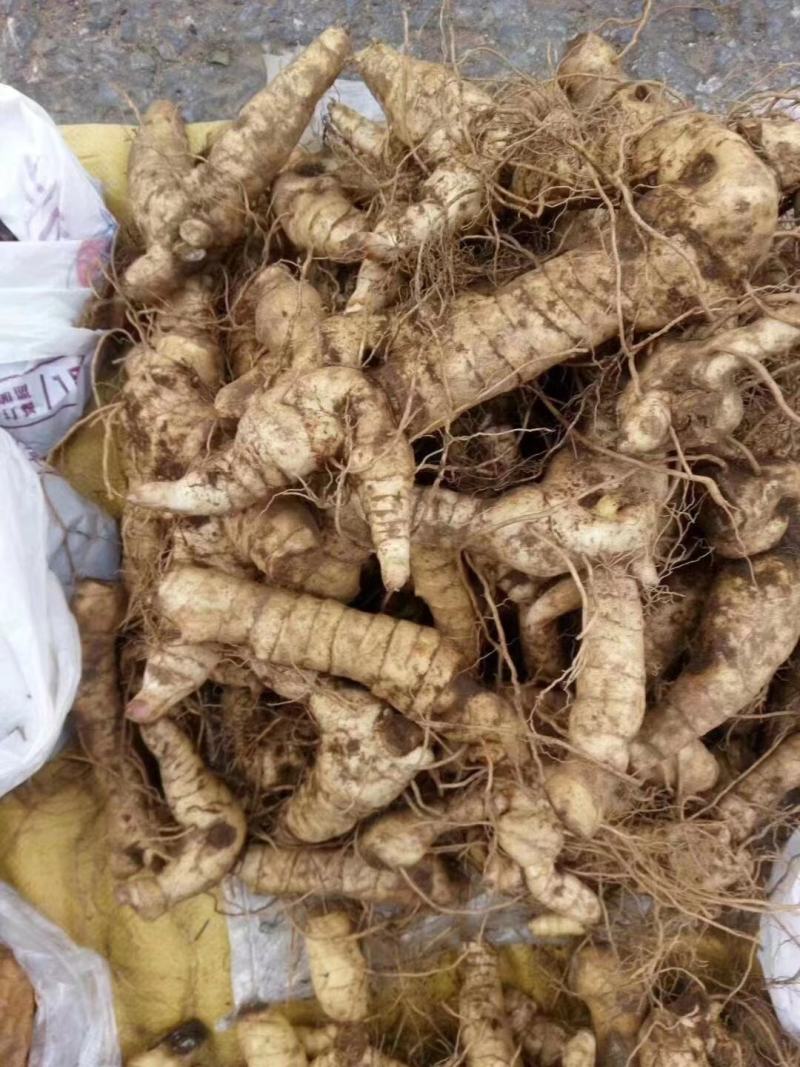 大连普兰店星台鸡头黄精