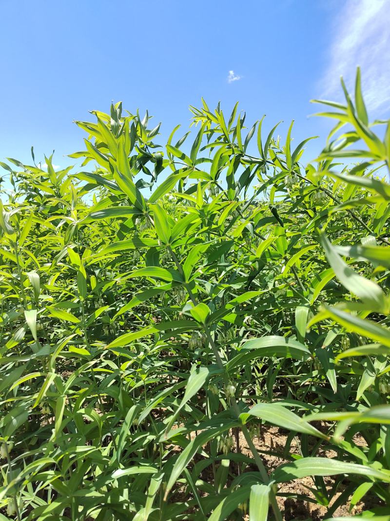 大连普兰店星台鸡头黄精
