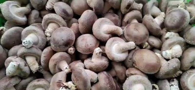 供应全国各地电商平台鲜香菇3-5公分不开伞加工厂可深加