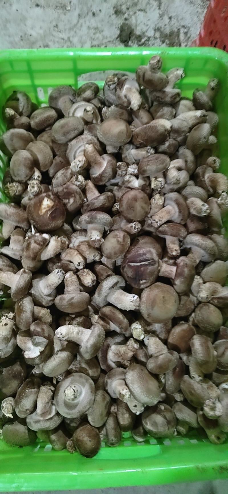 供应全国各地电商平台鲜香菇3-5公分不开伞加工厂可深加