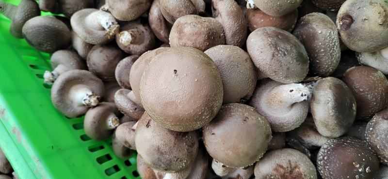 供应全国各地电商平台鲜香菇3-5公分不开伞加工厂可深加