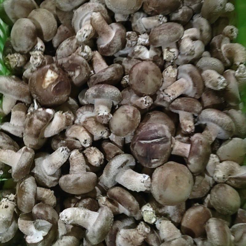 供应全国各地电商平台鲜香菇3-5公分不开伞加工厂可深加