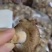 供应全国各地电商平台鲜香菇3-5公分不开伞加工厂可深加