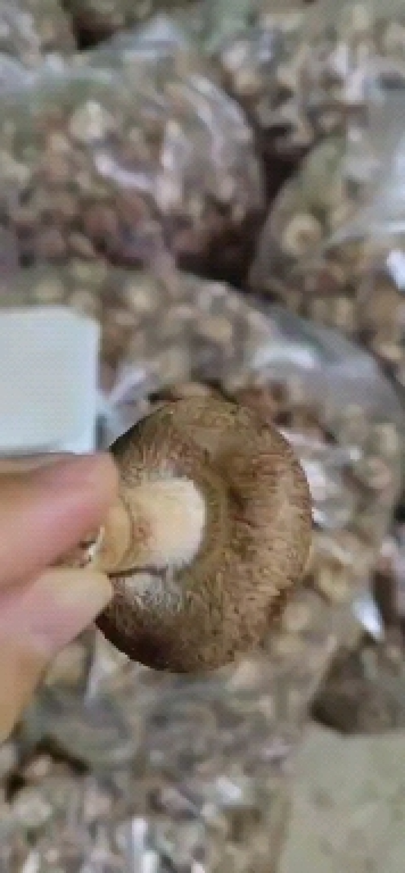 供应全国各地电商平台鲜香菇3-5公分不开伞加工厂可深加