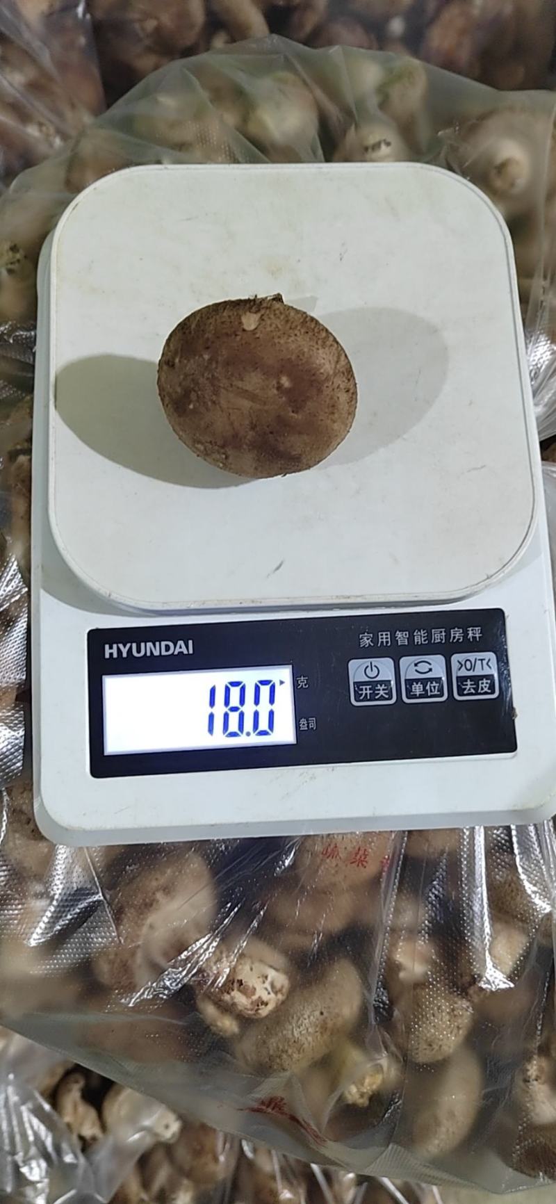 供应全国各地电商平台鲜香菇3-5公分不开伞加工厂可深加