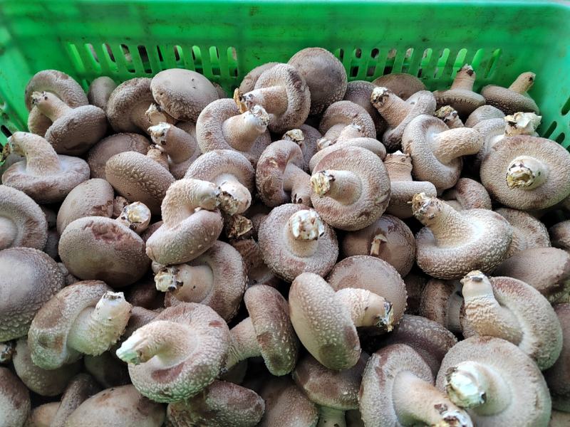 供应全国各地电商平台鲜香菇3-5公分不开伞加工厂可深加