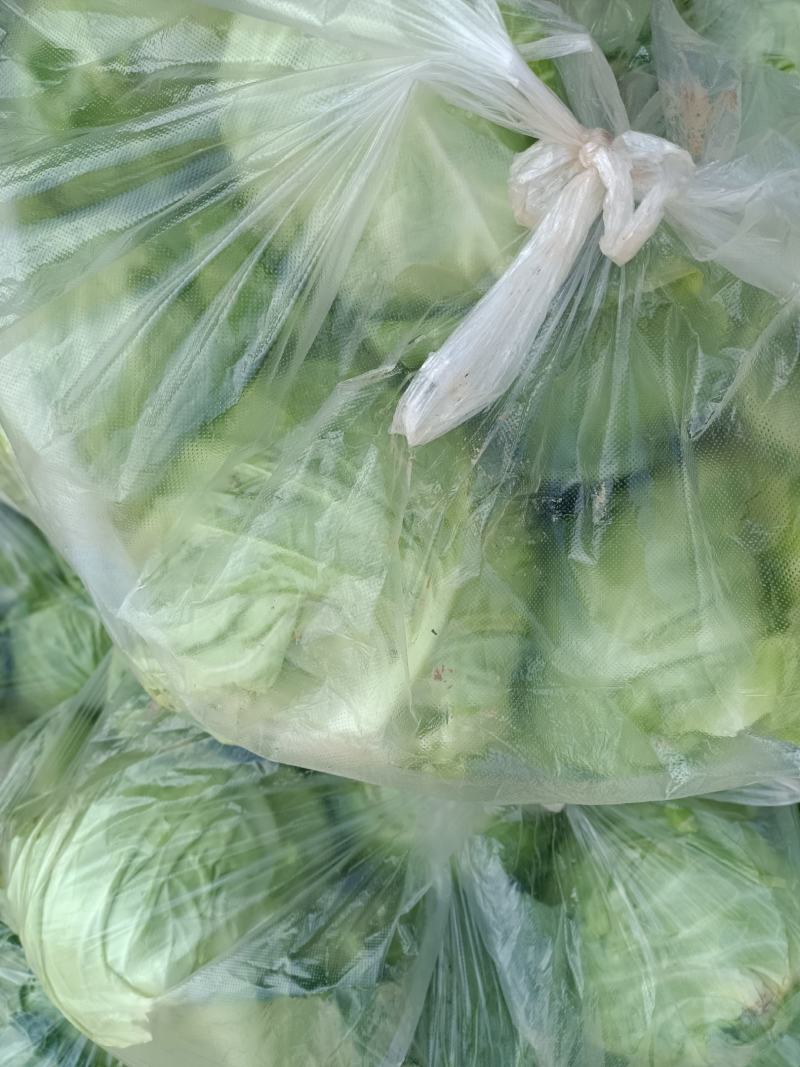 精品莴笋大量现货供应！