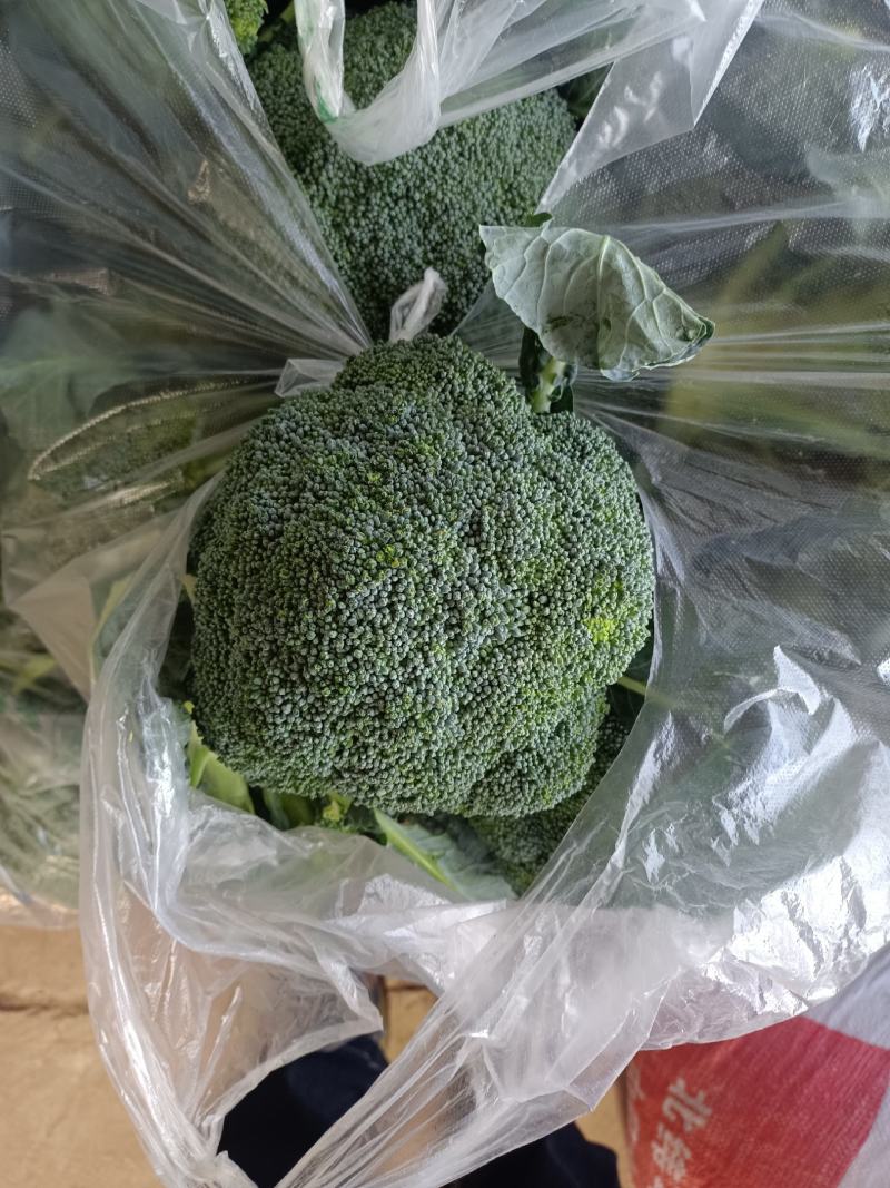 精品莴笋大量现货供应！