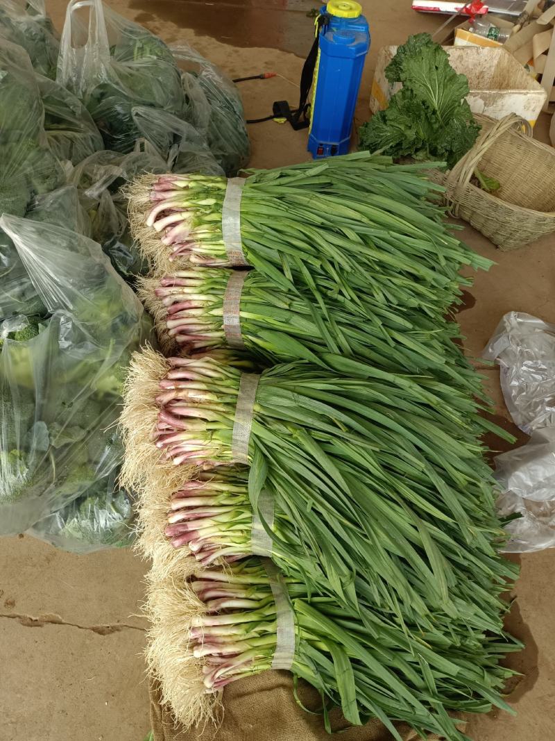 精品莴笋大量现货供应！