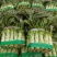 精品莴笋大量现货供应！