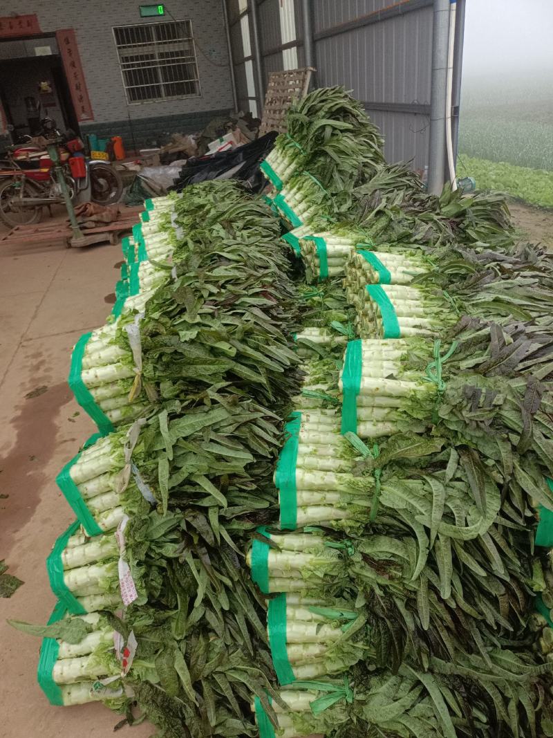 精品莴笋大量现货供应！