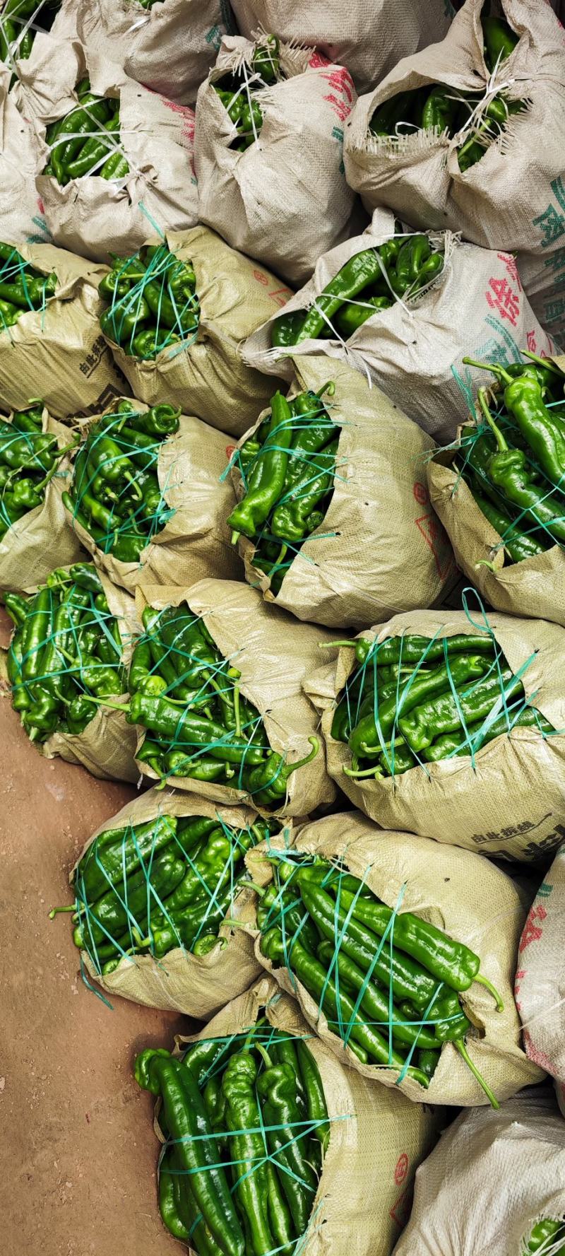 夏邑县犬棚301鲜辣椒薄皮，代收代发各种蔬菜，大量有货