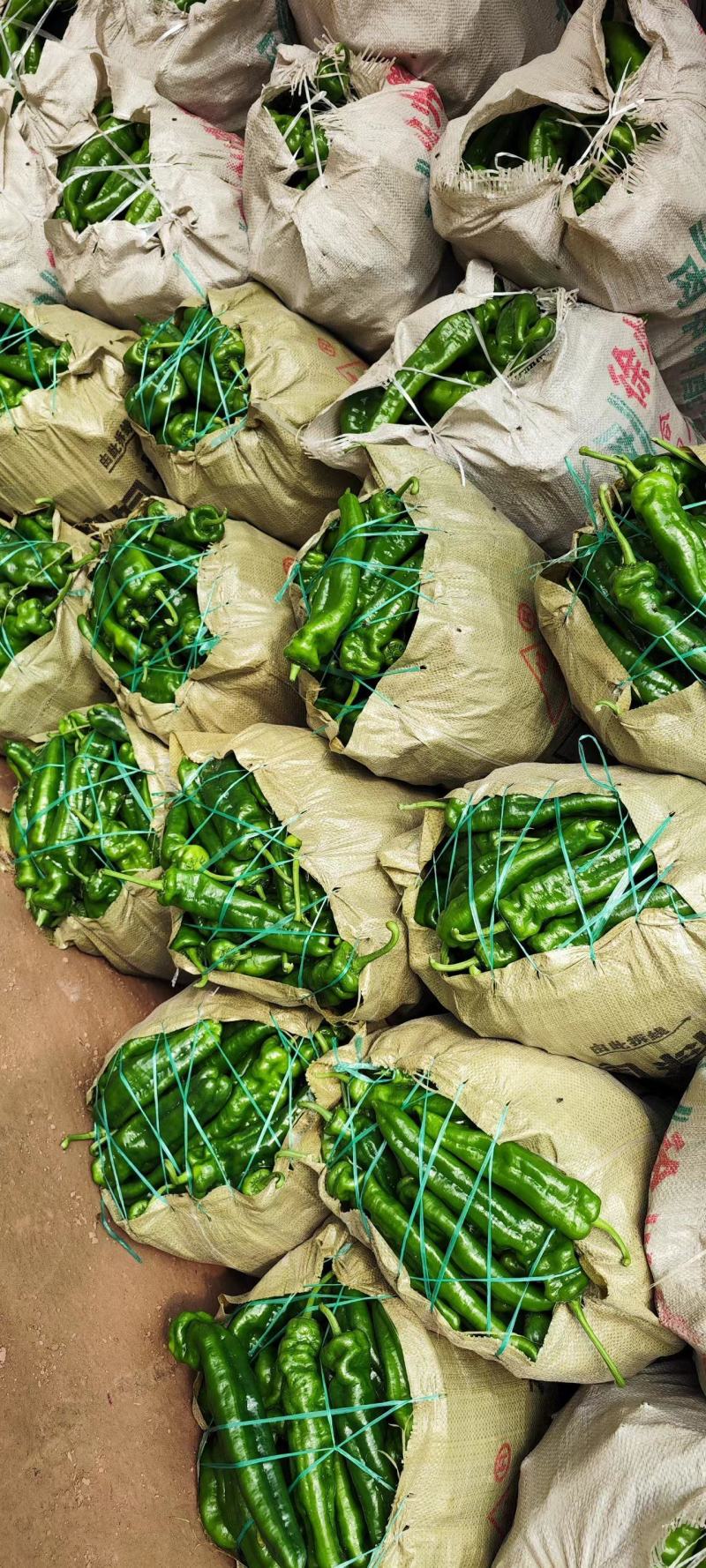 大棚301辣椒线椒螺丝椒代收发货，种蔬菜都有大量有货。
