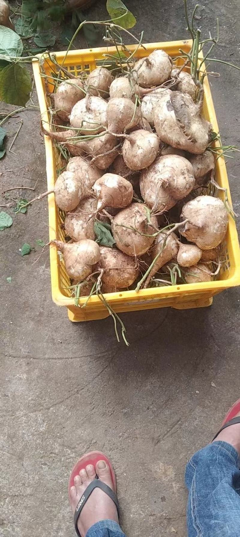 徐闻凉薯豆薯大量上市基地供应欢迎各位老板致电咨询