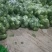 聊城市甘蓝圆包菜，卷心菜，上市中，宣的