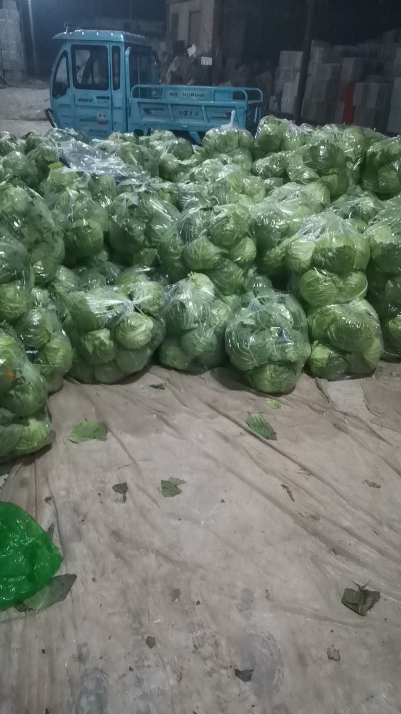 聊城市甘蓝圆包菜，卷心菜，上市中，宣的
