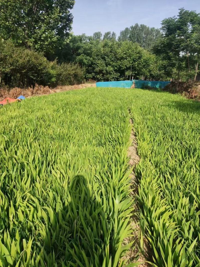 河南鄢陵、蓝花鸢尾、扁竹、黄花鸢尾、万亩批发零售基地