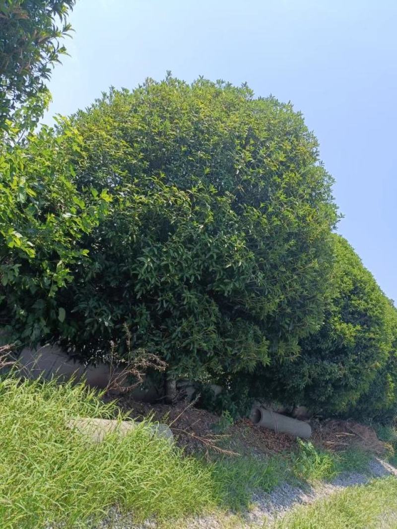 18-20桂花树自然冠或者修剪过得都有，欢迎大家来选购