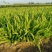河南鄢陵、蓝花鸢尾、扁竹、黄花鸢尾、万亩批发零售基地