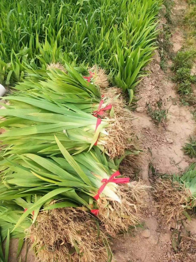 河南鄢陵、蓝花鸢尾、扁竹、黄花鸢尾、万亩批发零售基地