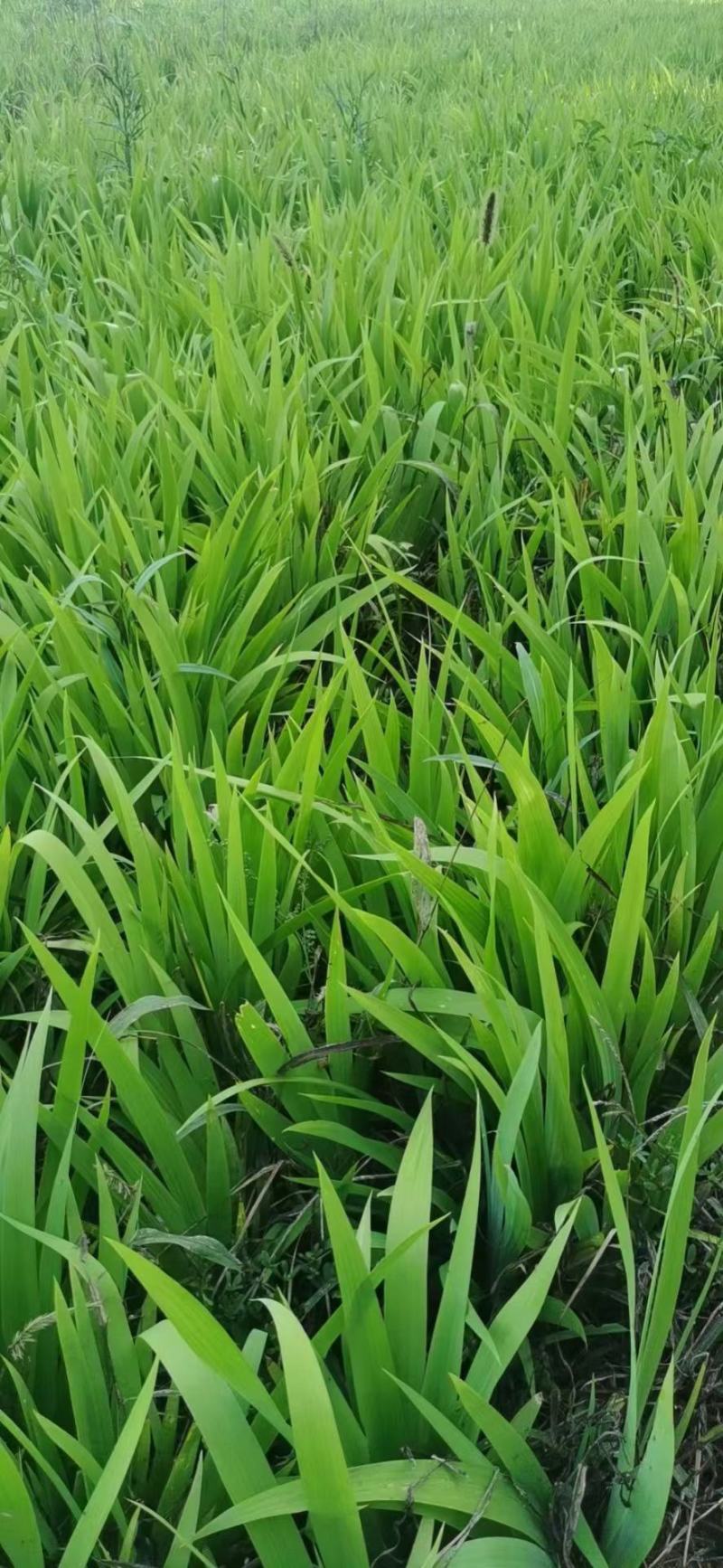 河南鄢陵、蓝花鸢尾、扁竹、黄花鸢尾、万亩批发零售基地