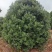 供应2.5-3米冠幅的精品杨梅树，台梅，黑炭都有