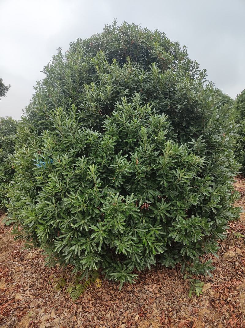 供应2.5-3米冠幅的精品杨梅树，台梅，黑炭都有